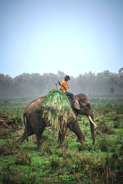 Chitwan National Park
