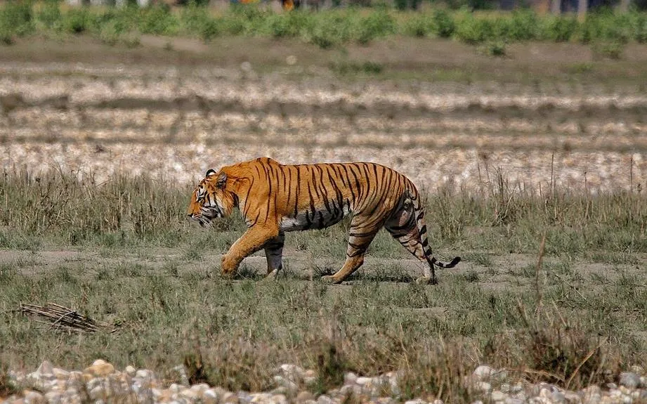 Image for Tour: Bardiya National Park