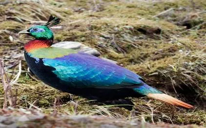 Image for Tour: Bird Watching