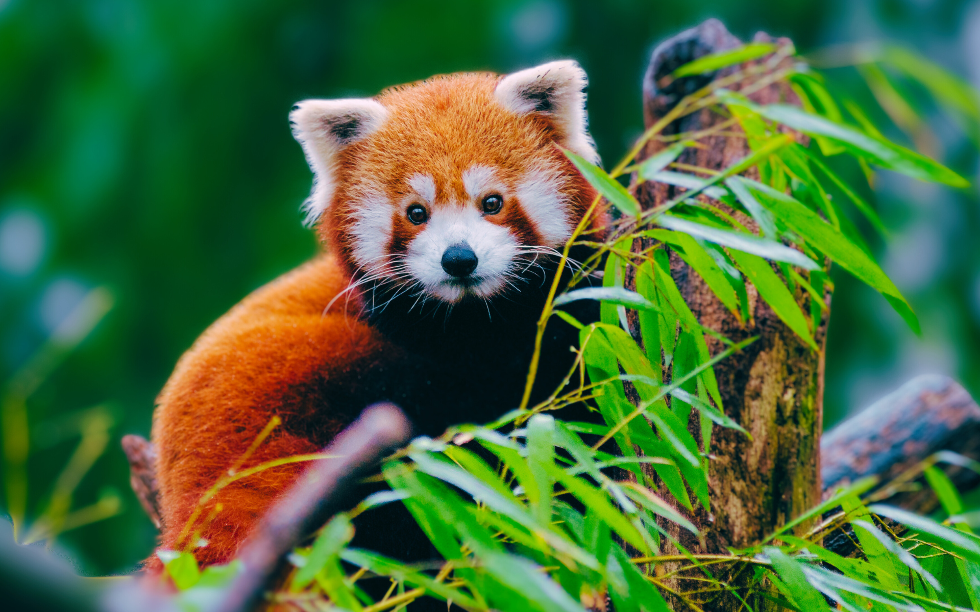 Red Panda Tracking in Nepal By Apoorva Tours and Treks 8 Days