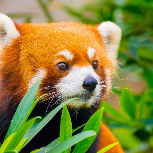 Image for Trek: Red Panda Tracking