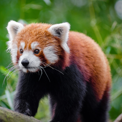 Image for Trek: Red Panda Tracking
